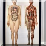 A11. Framed anatomy print. 